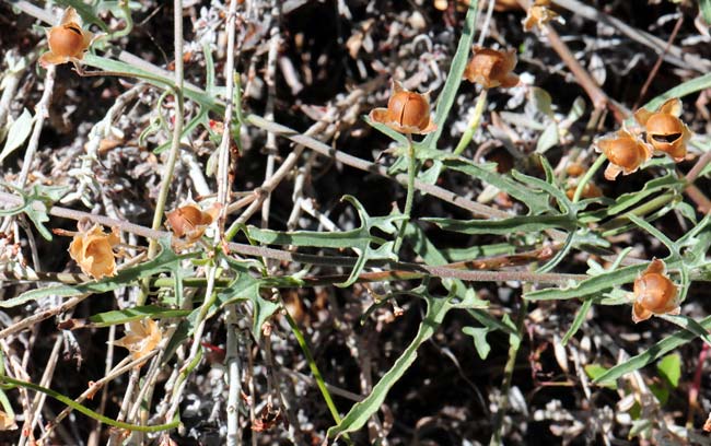 Convolvulus equitans, Texas Bindweed, Southwest Desert Flora
